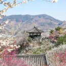 전남장애인정보화협회 | 광양매화축제 2026 | 3월 남편 생일 여행, 유명하다고만 들었던 광양매화마을 드디어 간다