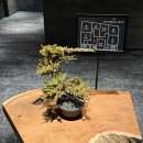 호텔루 136 | 벳부 료칸 호텔 MURE Beppu 무레벳부 디럭스 트윈룸 숙박 후기 내 돈 내산!