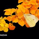 나비야함평가자 이미지