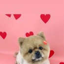 꾸니베어 이미지