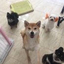 애니몰하우스 이미지