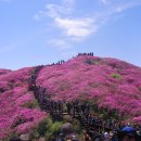 산철죽 군락지 이미지