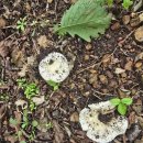 단양숲속의정원민박 | 🏔️ [영월·단양 여행] 태화산(1027m) 흥교 코스 등산기 – 100대 명산 숲길 산행 후기