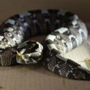 The millen 이미지