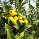 상복농장 이미지