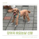 와우펫마트 | 비오는날 산책 나갈때 강아지 산책신발 후기