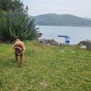 키마리스 | 남해 키마리스 펜션 (애견동반가능)