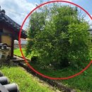 석성동헌 탱자나무 이미지