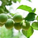 유니콘농장 이미지