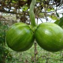 쌍둥이농장 이미지