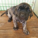 휴먼앤독 이미지