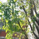 전국율곡서예대전 이미지