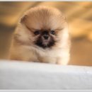 광주강아지분양 펫블리 애견 샵 이미지