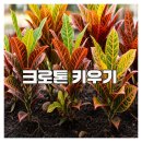 크로톤 | 크로톤 키우기 관리와 생육 후기 정리