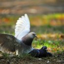 구구뱅뱅 이미지