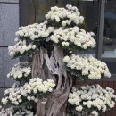 대전유성국화축제 이미지