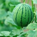 가장농장 이미지