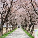 두 번째 벚꽃 이미지