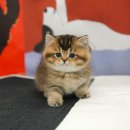 왕발고양이