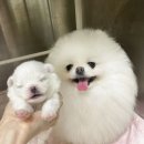 라페트 폼 이미지