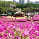 제176회 걷기/ 수리산 철쭉꽃동산 2026.4.21.화요일 이미지