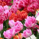 아빠의 정원 이미지