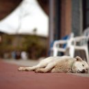 Disengaged Dog 이미지
