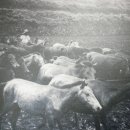 충렬축산 이미지