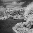 적외선사진(infrared photography) 이미지