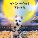 댕댕이 이발소 이미지