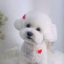 단비네펫살롱 이미지