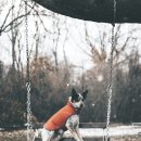 강아지놀이터 이미지