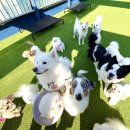 워너비독 이미지