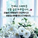 증상별 약초 찾기 이미지