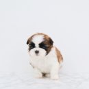 하나행운켄넬 | 용봉동강아지분양 꼭 후기로 남기고 싶었어요