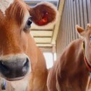 요한목장 이미지