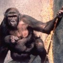 (주)고릴라바나나 이미지