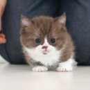 개밥주는고양이 | 포항고양이분양 정직해서 든든한 곳