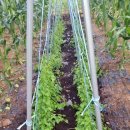 우리참옻 이미지