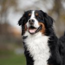 아지네농장 | 버니즈 마운틴 독 순하다고 얕보면 큰일 납니다(성격 특징 수명 분양가 현실 총정리)