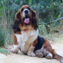 허쉬퍼피 이미지