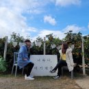 새한농장 | 제주 귤꽃 카페에서 제주의 정취를 맘껏 느꼈어요. 귤꽃, 제주카페투어, 조천읍카페추천