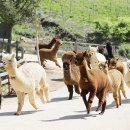 알파카월드 이미지