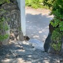 하우스오브컨티뉴(house of continew) | 경기 파주시 야당동 야외정원 + 조용한 카페 - 하우스 오브 컨티뉴 (By. 맛간다람쥐)