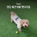 펫타리움 청담점 | 펫타리움 청담 | 강남 소형견, 중형견 강아지 놀이터...유치원, 호텔에서 애견운동장 루프탑 이용 솔직후기