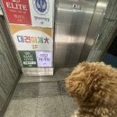 부산대형견호텔 24시 강아지유치원 목욕 대견하개 서면점 이미지