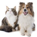 강화애견훈련학교 이미지