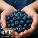 천사농장 | 위기브에서 답례품으로 광주 서구 천사농장 블루베리 1kg 받은 후기 추가 1만원 더 받을 수 있는 꿀팁과...