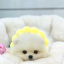 엔젤인독스 이미지