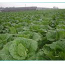 만호농장 이미지